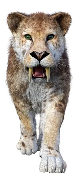 Rendering Saber Toothed Tiger Isolated White Background Stock Picture