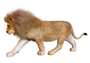 Beyaz arka planda izole edilmiş bir erkek aslanın 3 boyutlu görüntüsü