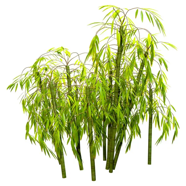 Rendering Von Grünen Bambusbäumen Isoliert Auf Weißem Hintergrund lizenzfreie Stockfotos