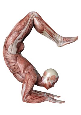 Beyaz arka planda izole edilmiş kas haritaları olan bir erkek figürünün 3 boyutlu görüntülenmesi