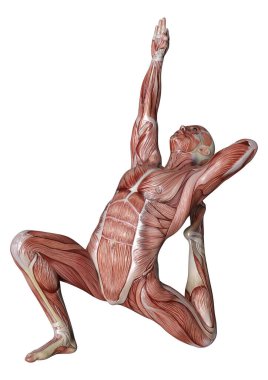 Beyaz arka planda izole edilmiş kas haritaları olan bir erkek figürünün 3 boyutlu görüntülenmesi