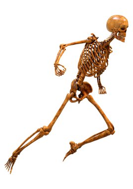 Beyaz arkaplanda izole edilmiş bir insan iskeletinin 3 boyutlu görüntülenmesi