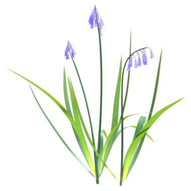 Beyaz arkaplanda izole edilmiş üç boyutlu BlueBell veya Hyacinthoides non scripta çiçekleri