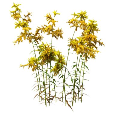 Çiçek açan Solidago kanadensis ya da beyaz arkaplanda izole edilmiş Kanada altın başak bitkilerinin 3D görüntülenmesi
