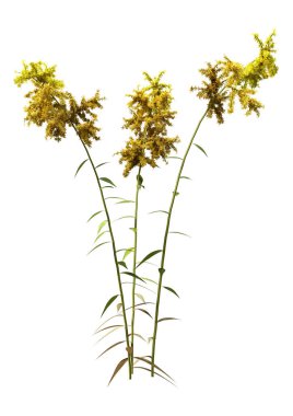Çiçek açan Solidago kanadensis ya da beyaz arkaplanda izole edilmiş Kanada altın başak bitkilerinin 3D görüntülenmesi