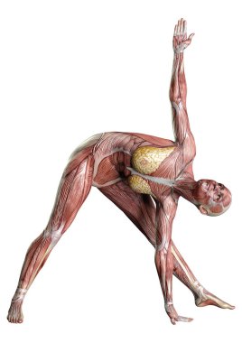 Beyaz arka planda izole edilmiş kas haritaları olan üç boyutlu bir kadın figürü