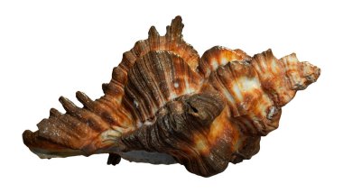 3D rendering of a sea shell Chicoreus banksii, or Banks murex isolated on white background