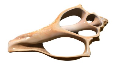 3D rendering of a cut seashell isolated on white background