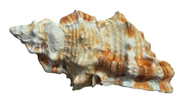 3D rendering of a sea shell Muricidae isolated on white background