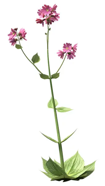 stock image 3D rendering of red campion flowers or Silene dioica or Melandrium rubrum plants isolated on white background