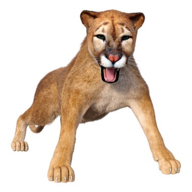 Beyaz arka plan üzerinde izole bir büyük kedi Puma 3D render