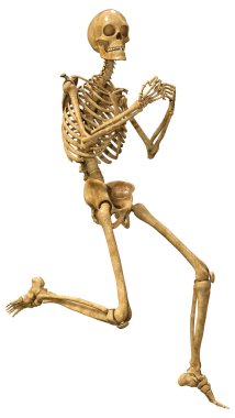 Beyaz arkaplanda izole edilmiş bir insan iskeletinin 3 boyutlu görüntülenmesi