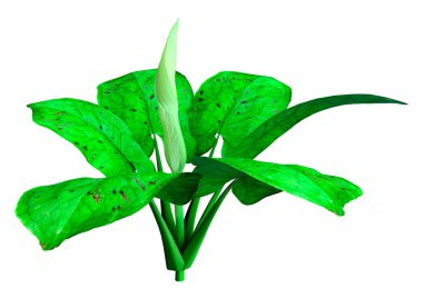 Beyaz arkaplanda izole edilmiş bir İtalyan arum çiçeğinin 3 boyutlu canlandırması