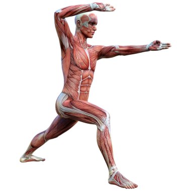 Beyaz arka planda izole edilmiş kas haritaları olan bir erkek figürünün 3 boyutlu görüntülenmesi