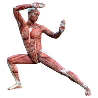 Beyaz arka planda izole edilmiş kas haritaları olan bir erkek figürünün 3 boyutlu görüntülenmesi