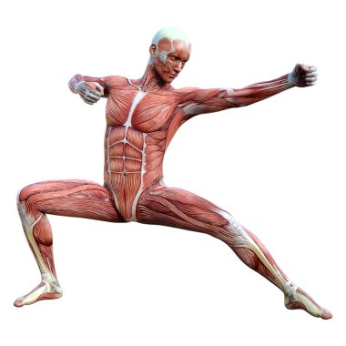 Beyaz arka planda izole edilmiş kas haritaları olan bir erkek figürünün 3 boyutlu görüntülenmesi