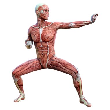 Beyaz arka planda izole edilmiş kas haritaları olan bir erkek figürünün 3 boyutlu görüntülenmesi