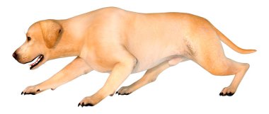 Beyaz arka planda izole edilmiş sarı labrador köpeğinin 3 boyutlu görüntüsü