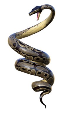 bir top python veya python regius beyaz arka plan üzerinde izole 3D render