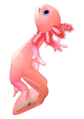 Beyaz arkaplanda izole edilmiş şirin pembe bir axolotl 'un 3 boyutlu canlandırması