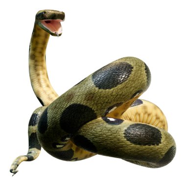 Yeşil bir anakonda ya da Eunectes murinus ya da beyaz arka planda izole edilmiş anakonda ya da su boa 'nın 3 boyutlu canlandırması