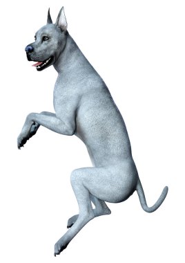 Beyaz arka plan üzerinde izole mavi bir Danua köpek 3D render