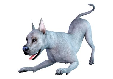 Beyaz arka plan üzerinde izole mavi bir Danua köpek 3D render