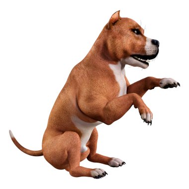 Beyaz arka planda izole edilmiş kahverengi bir Amerikan pitbull teriyerinin 3 boyutlu görüntüsü.