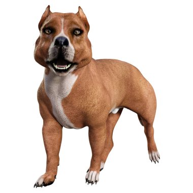 Beyaz arka planda izole edilmiş kahverengi bir Amerikan pitbull teriyerinin 3 boyutlu görüntüsü.