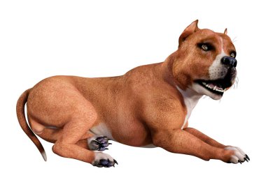 Beyaz arka planda izole edilmiş kahverengi bir Amerikan pitbull teriyerinin 3 boyutlu görüntüsü.