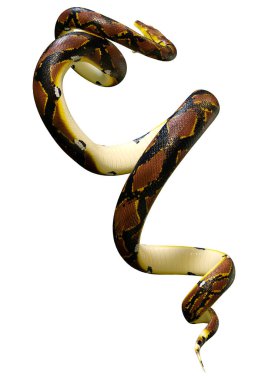 bir retiküle python veya Python reticulatus, python Güneydoğu Asya'da bulunan bir tür 3D render