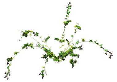 Beyaz arka planda siyah böğürtlenli yeşil bir böğürtlen bitkisinin 3 boyutlu çizimi