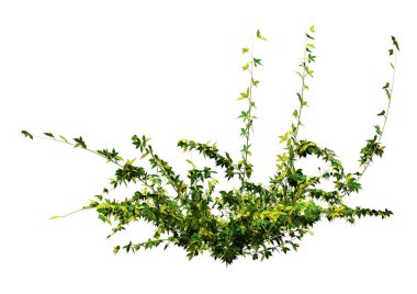 Beyaz arkaplanda izole edilmiş yeşil bir böğürtlen bitkisinin 3B görüntülemesi