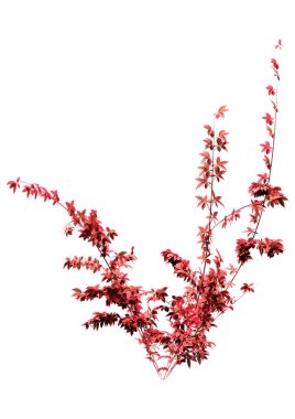 Beyaz arkaplanda izole edilmiş bir kırmızı çalıkuşu 3B görüntüleme