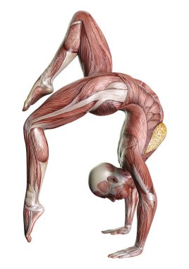 Beyaz arka planda izole edilmiş kas haritaları olan üç boyutlu bir kadın figürü