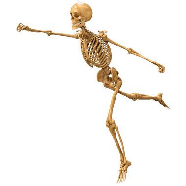 Beyaz arkaplanda izole edilmiş bir insan iskeletinin 3 boyutlu görüntülenmesi