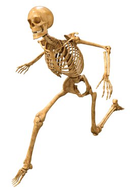 Beyaz arkaplanda izole edilmiş bir insan iskeletinin 3 boyutlu görüntülenmesi