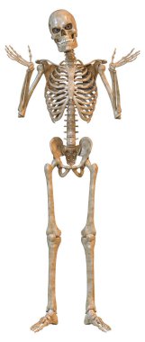 Beyaz arkaplanda izole edilmiş bir insan iskeletinin 3 boyutlu görüntülenmesi
