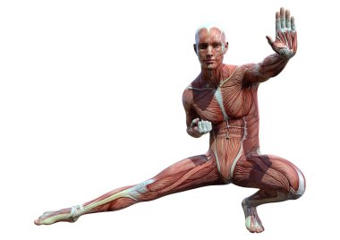 Beyaz arka planda izole edilmiş kas haritaları olan bir erkek figürünün 3 boyutlu görüntülenmesi