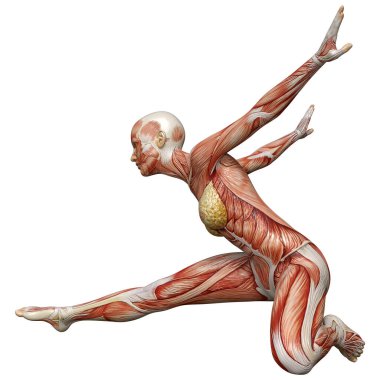 Beyaz arka planda izole edilmiş kas haritaları olan üç boyutlu bir kadın figürü