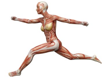 Beyaz arka planda izole edilmiş kas haritaları olan üç boyutlu bir kadın figürü