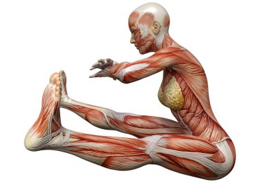 Beyaz arka planda izole edilmiş kas haritaları olan üç boyutlu bir kadın figürü