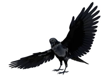 3D rendering of a black crow isolated on white background