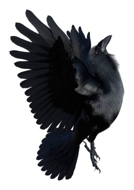 3D rendering of a black crow isolated on white background