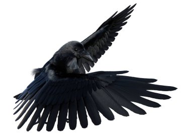 3D rendering of a black crow isolated on white background