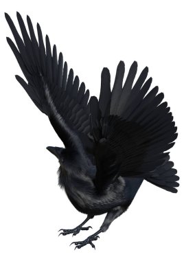 3D rendering of a black crow isolated on white background