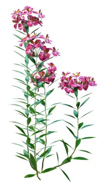 Beyaz arka planda 3 boyutlu alstroemeria çiçekleri ya da Peru zambağı ya da İnkalar zambağı görüntüleme