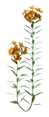 Beyaz arka planda 3 boyutlu alstroemeria çiçekleri ya da Peru zambağı ya da İnkalar zambağı görüntüleme