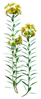 Beyaz arka planda 3 boyutlu alstroemeria çiçekleri ya da Peru zambağı ya da İnkalar zambağı görüntüleme