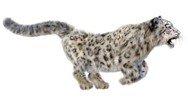 Beyaz zemin üzerinde izole edilmiş büyük bir kedi kar leoparının 3 boyutlu görüntüsü
